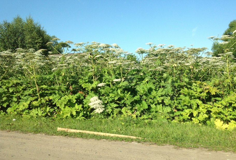 Борщевика сосновского