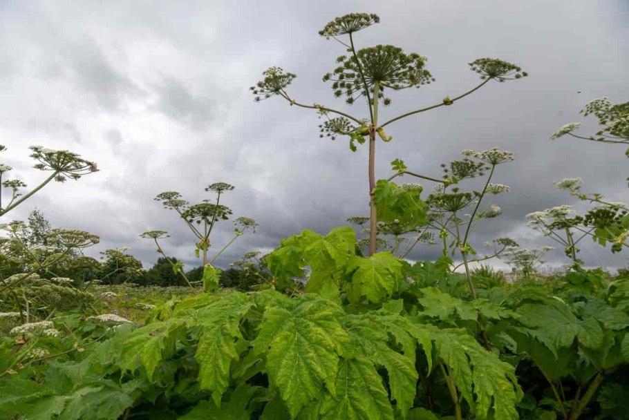 Дудник и борщевик