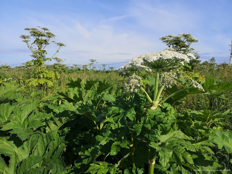 Борщевик Мантегацци Heracleum mantegazzianum