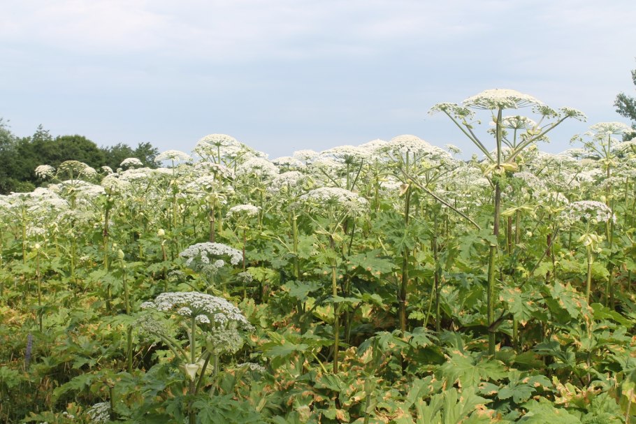Борщевик поле питер