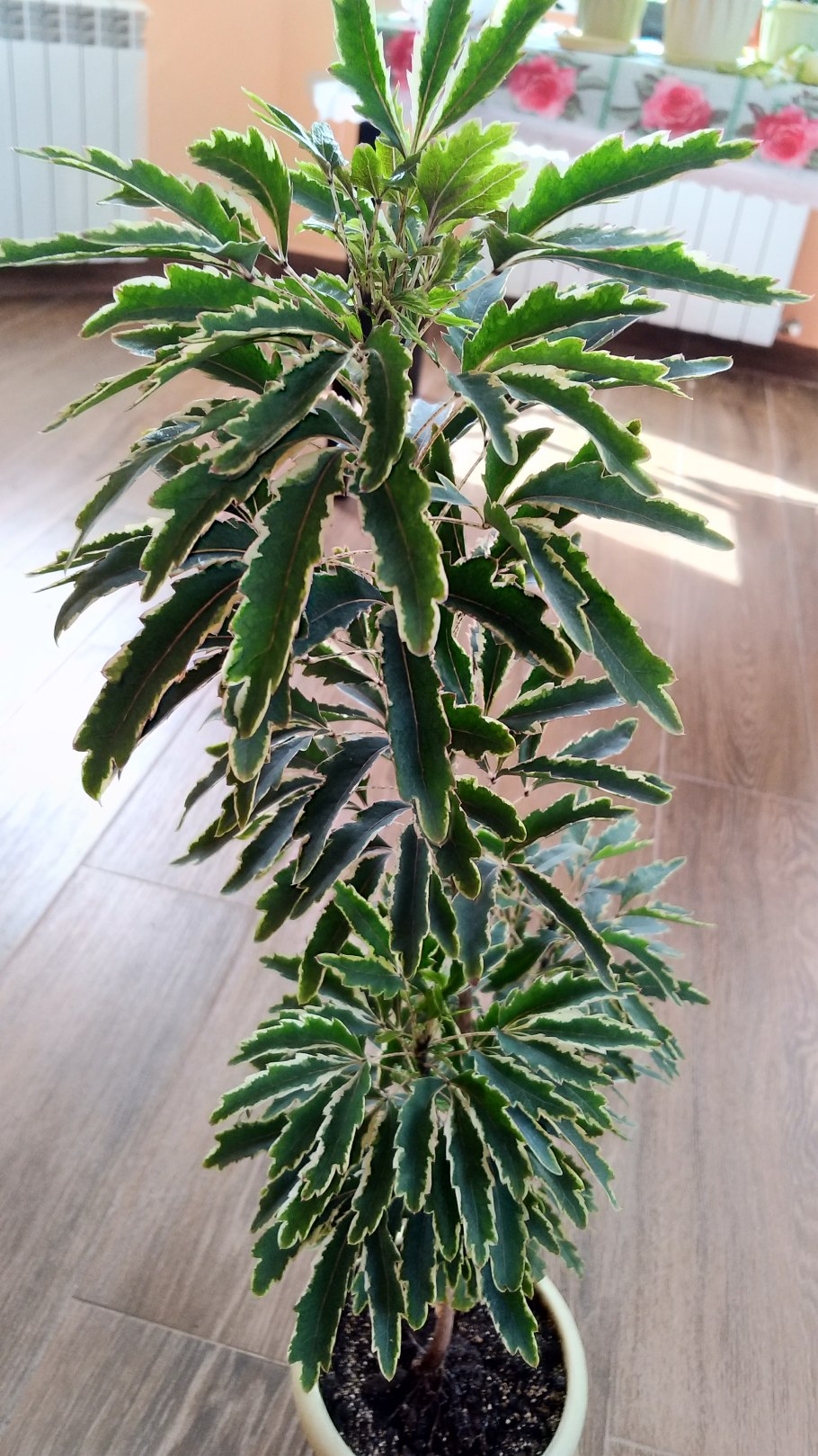 Дизиготека изящнейшая