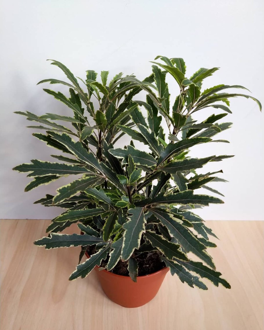 Дизиготека Элегантиссима Бьянка