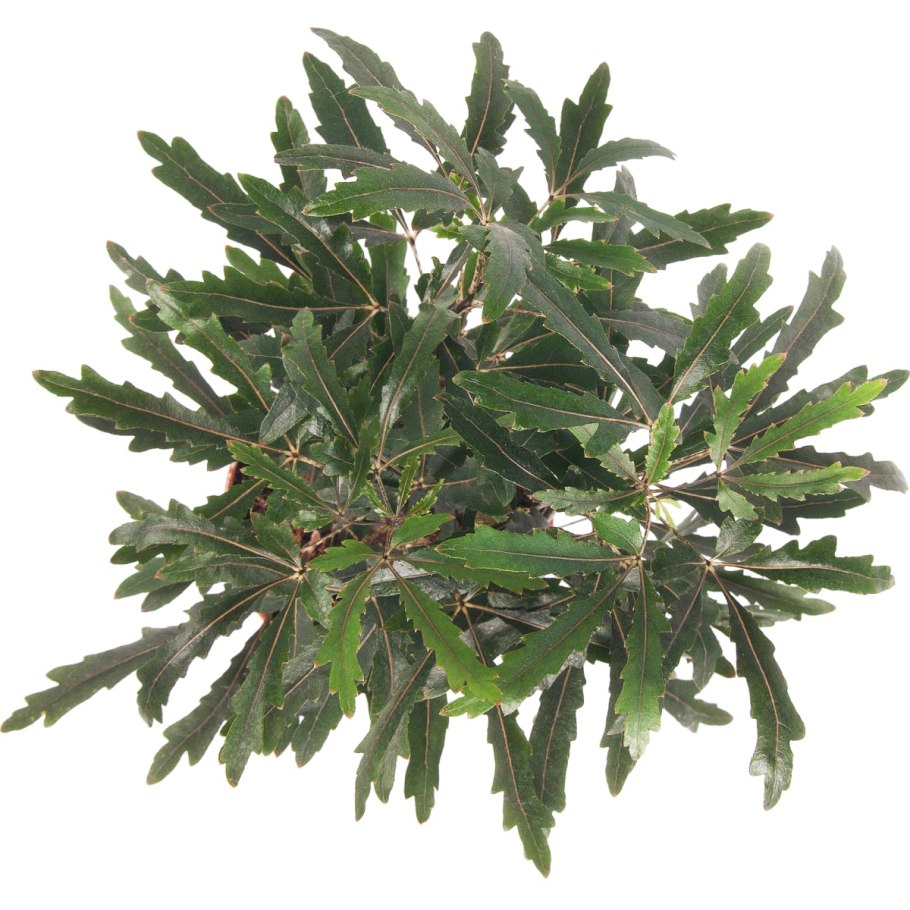 Шеффлера Дизиготека