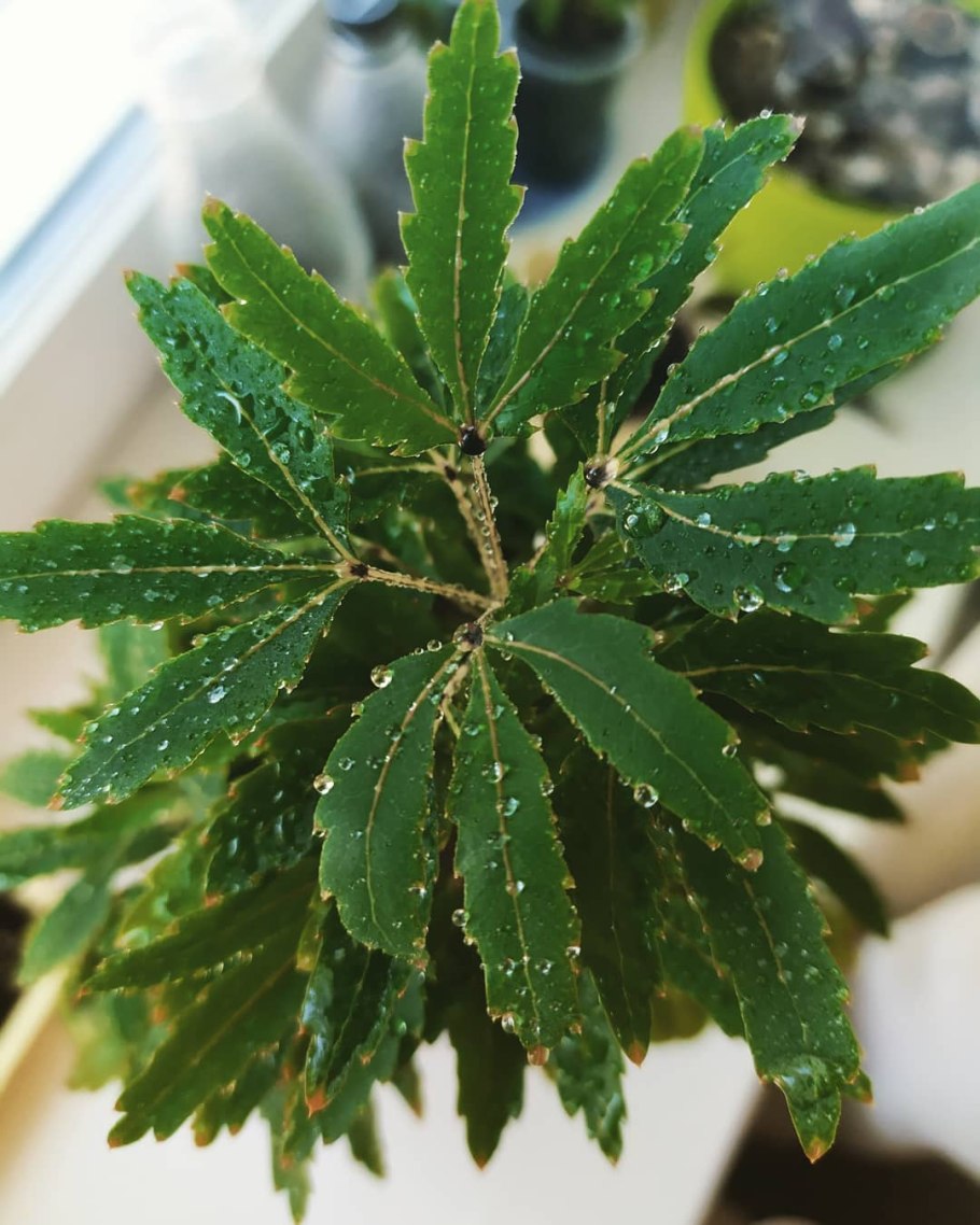 Шеффлера Дизиготека Бьянка