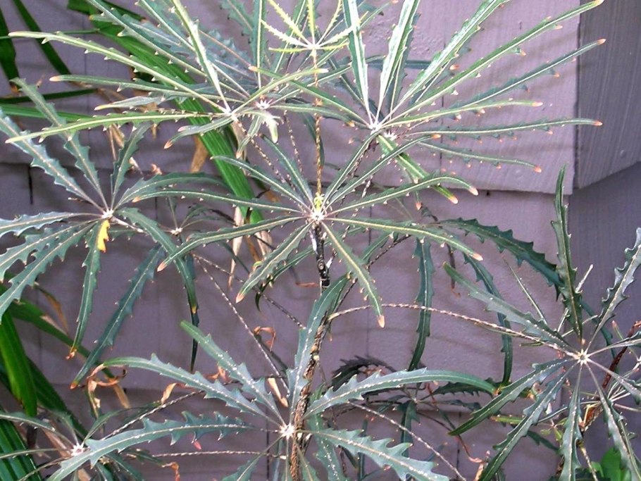 Дизиготека Бианка