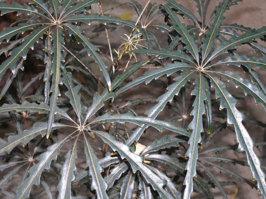 Шеффлера Дизиготека