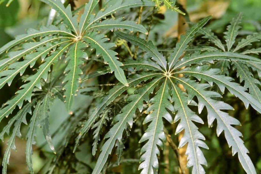 Дизиготека цветок