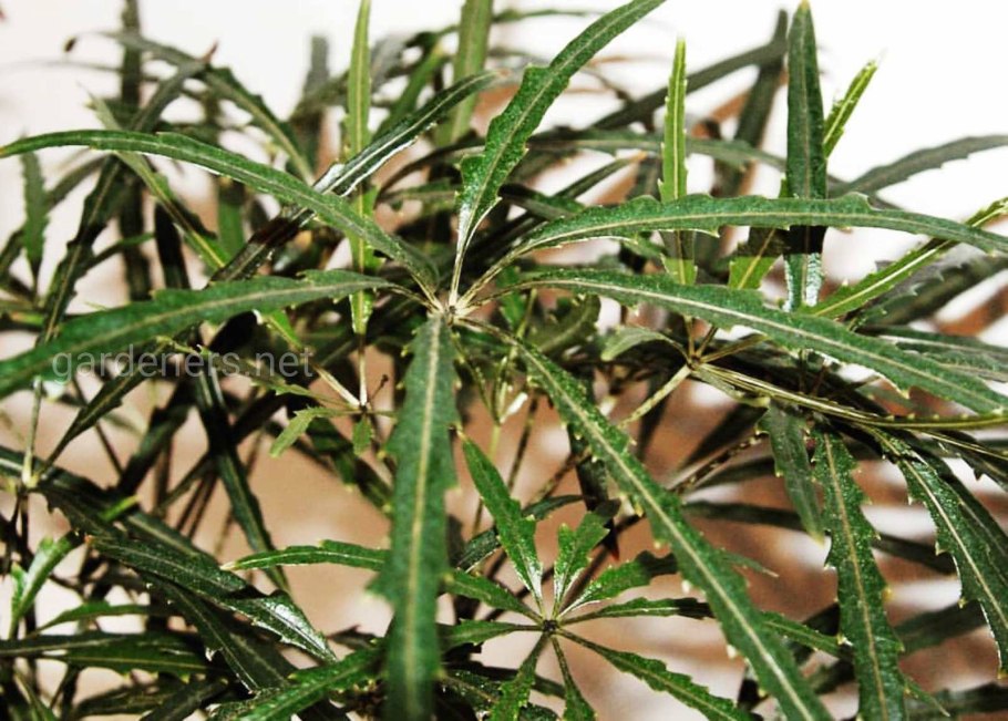 Дизиготека изящная