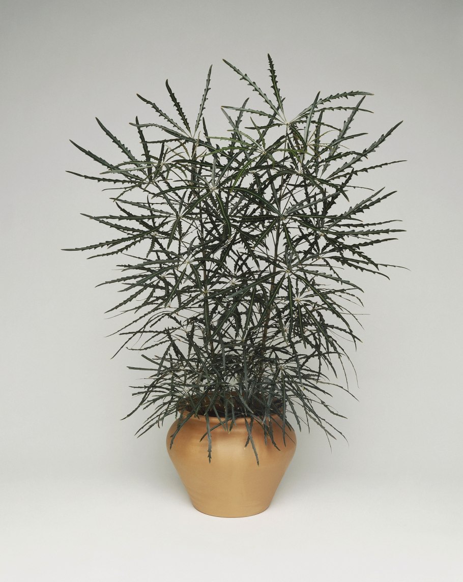 Дизиготека elegantissima