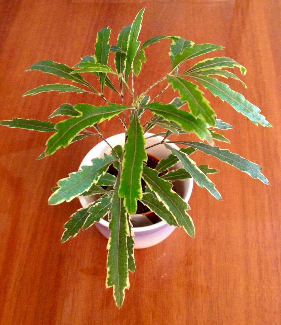 Дизиготека Элегантиссима