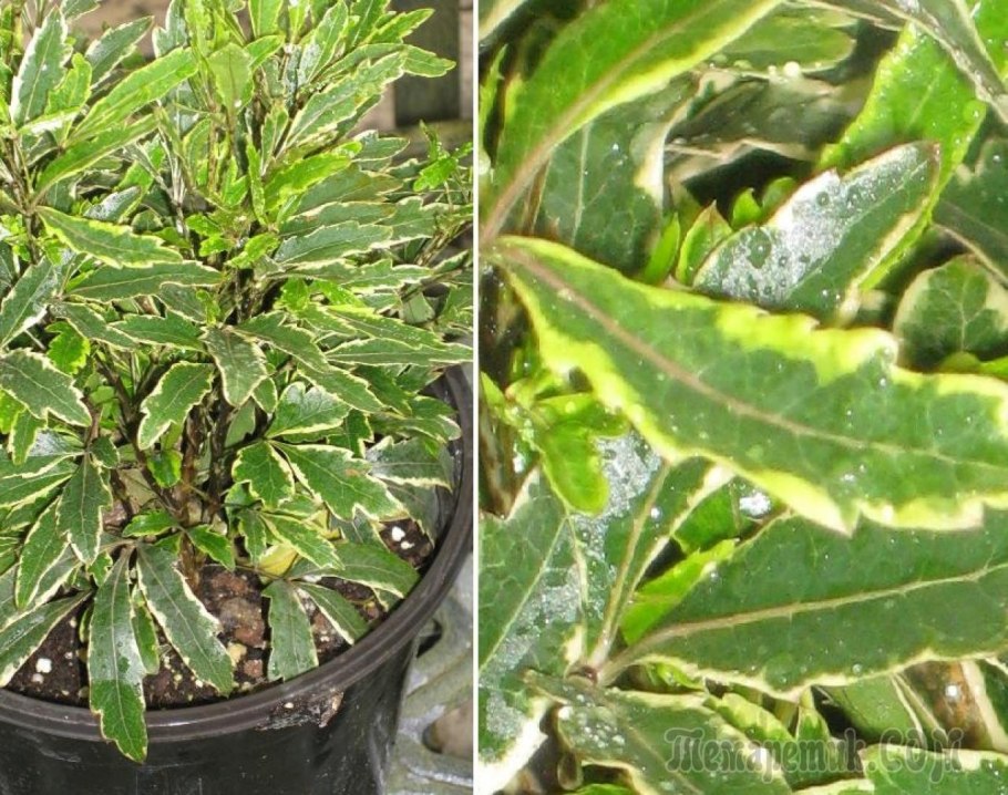 Кротон Кодиеум Экселент