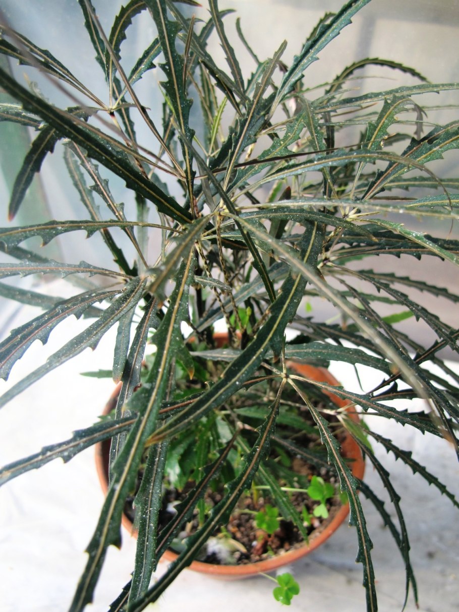 Дизиготека Castor