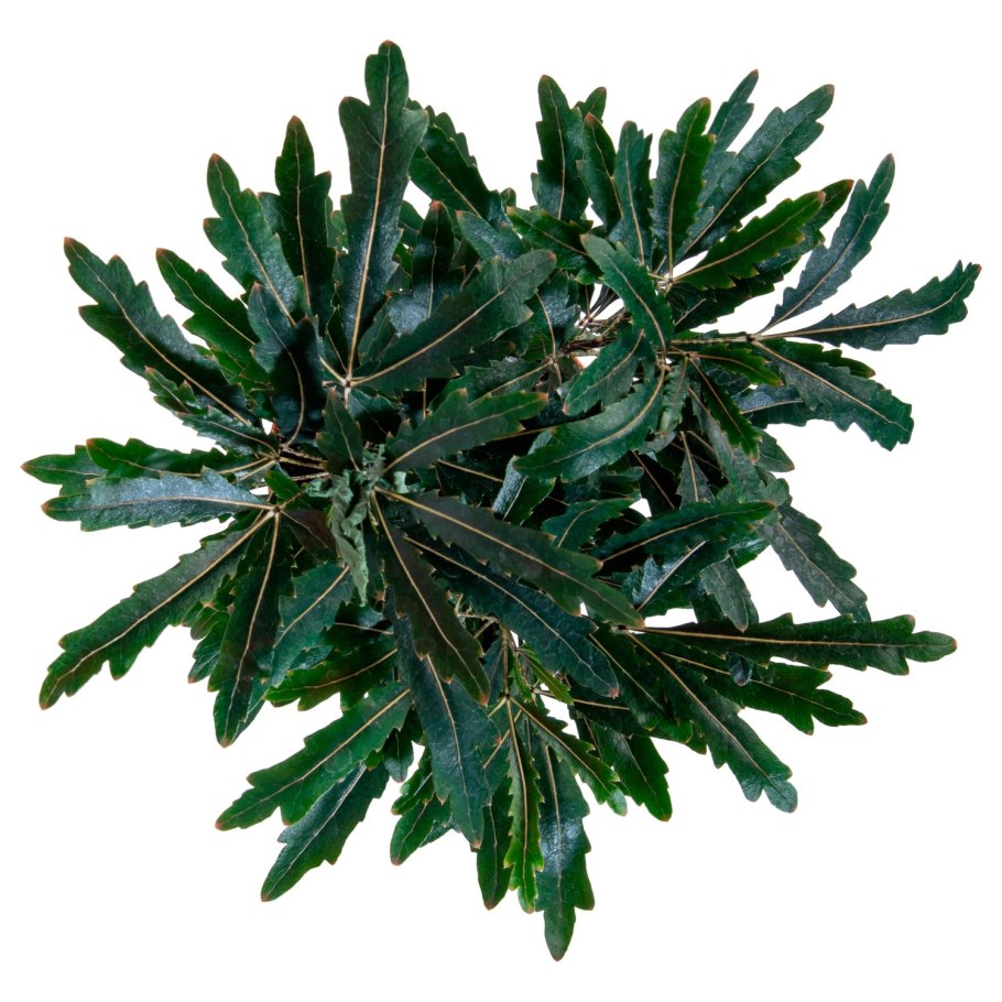 Дизиготека Кастор