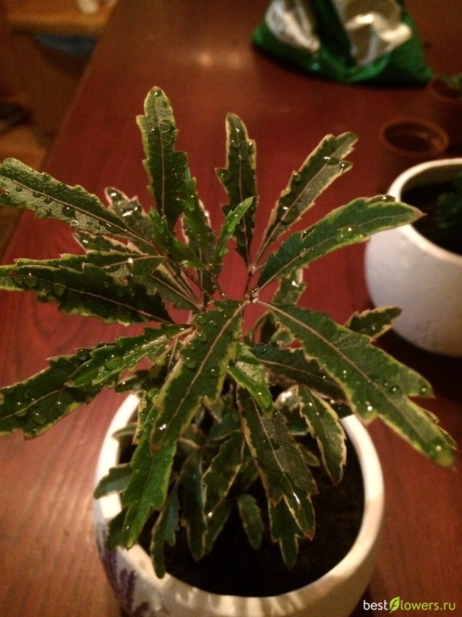 Дизиготека в интерьере