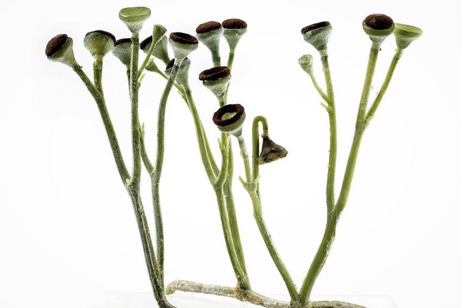 Куксония древние растения