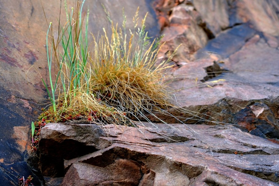 Булыжник на траве