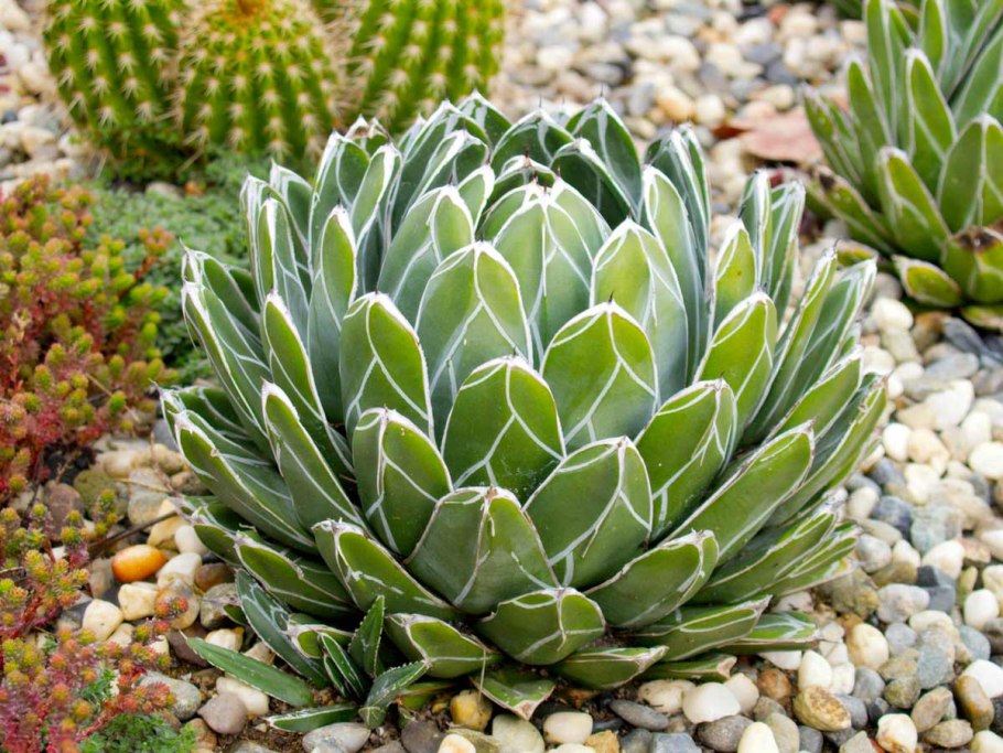 Балтийская Дюна трава