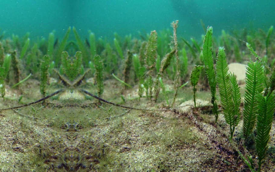 Мохообразные растения группы