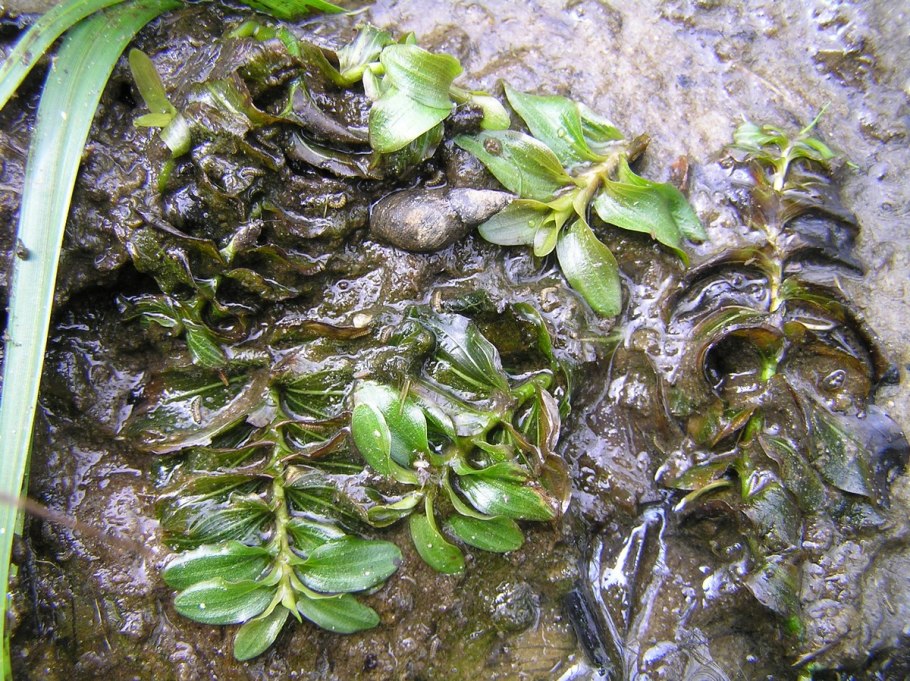 Potamogeton perfoliatus