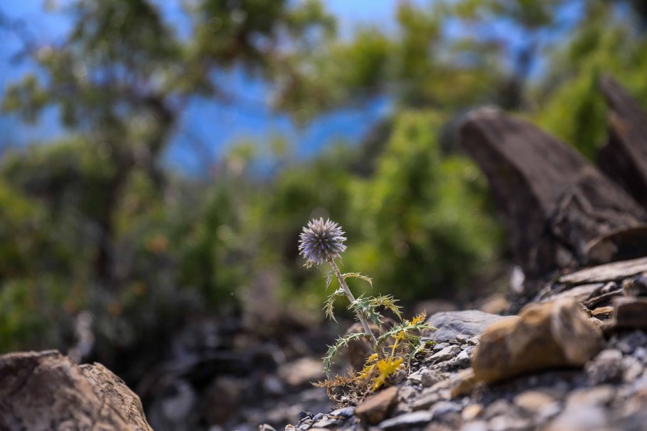 Кактусы Дикая опунции