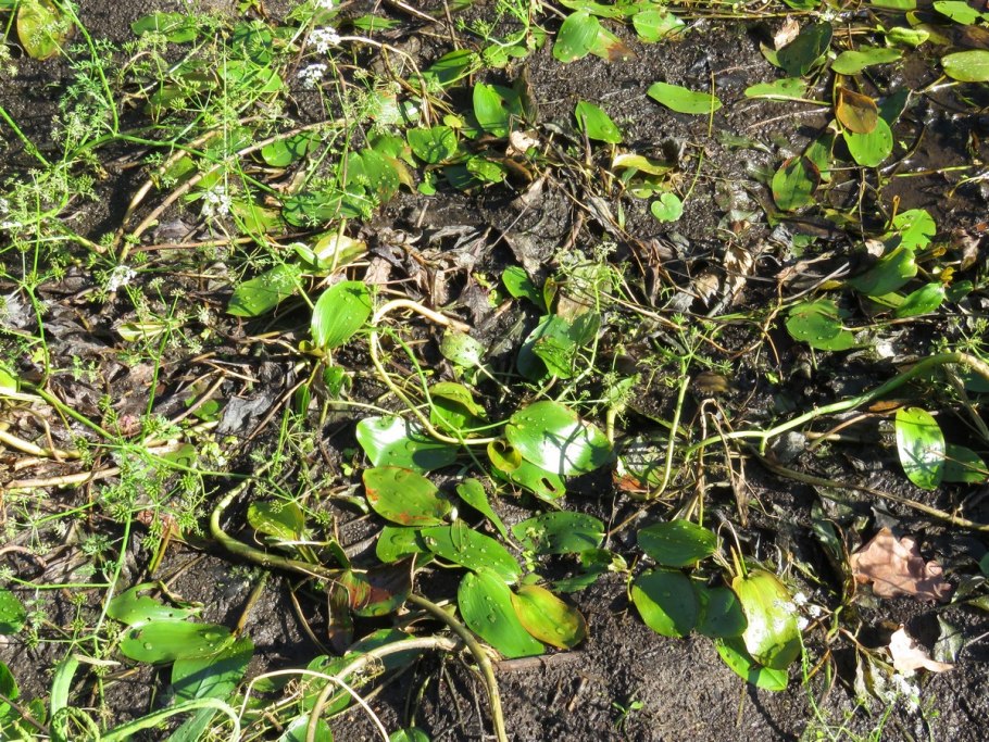 Аэрофильные водоросли