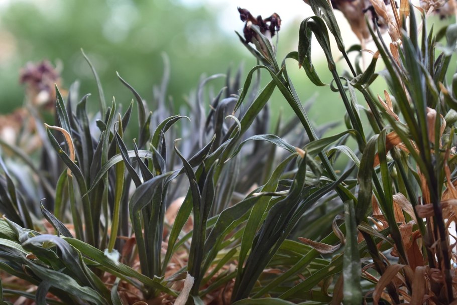 Садовые камышовые