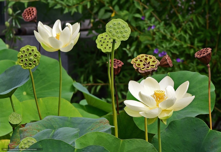 Сухие растения Калифорнии