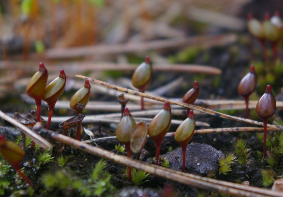 Триасовый период мезозойской эры