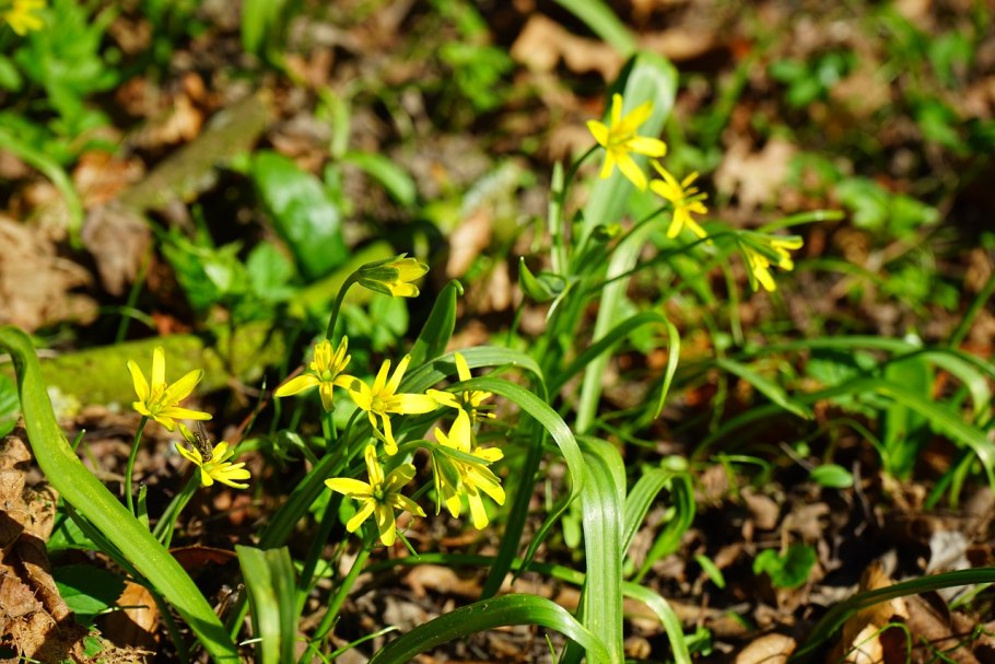 Гусиный лук жёлтый (Gagea lutea)