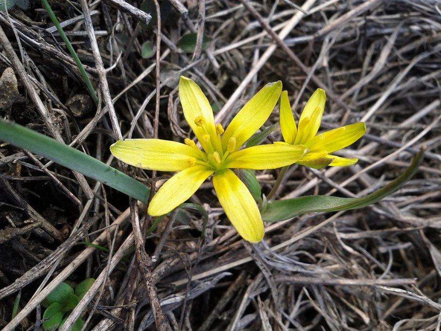 Гусиный лук жёлтый (gagea lutea)