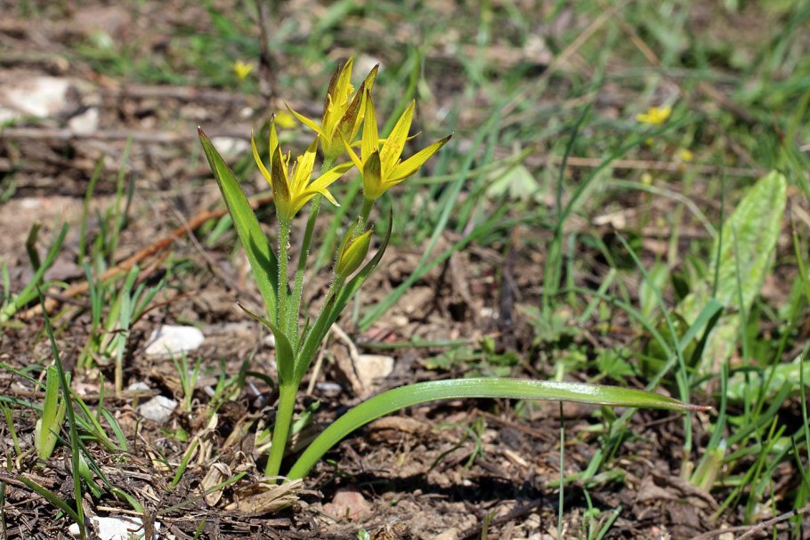 Гусиный лук жёлтый (Gagea lutea)