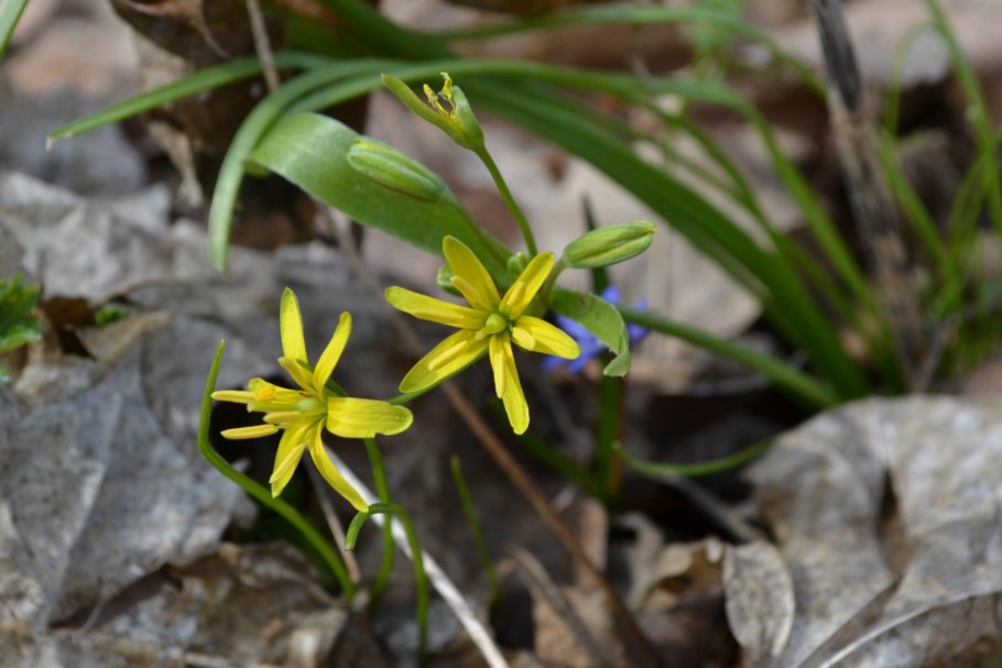 Gagea lutea