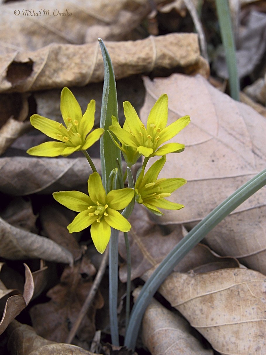 Гусиный лук жёлтый (Gagea lutea)