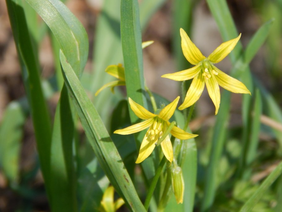 Гусинолук Шмакова