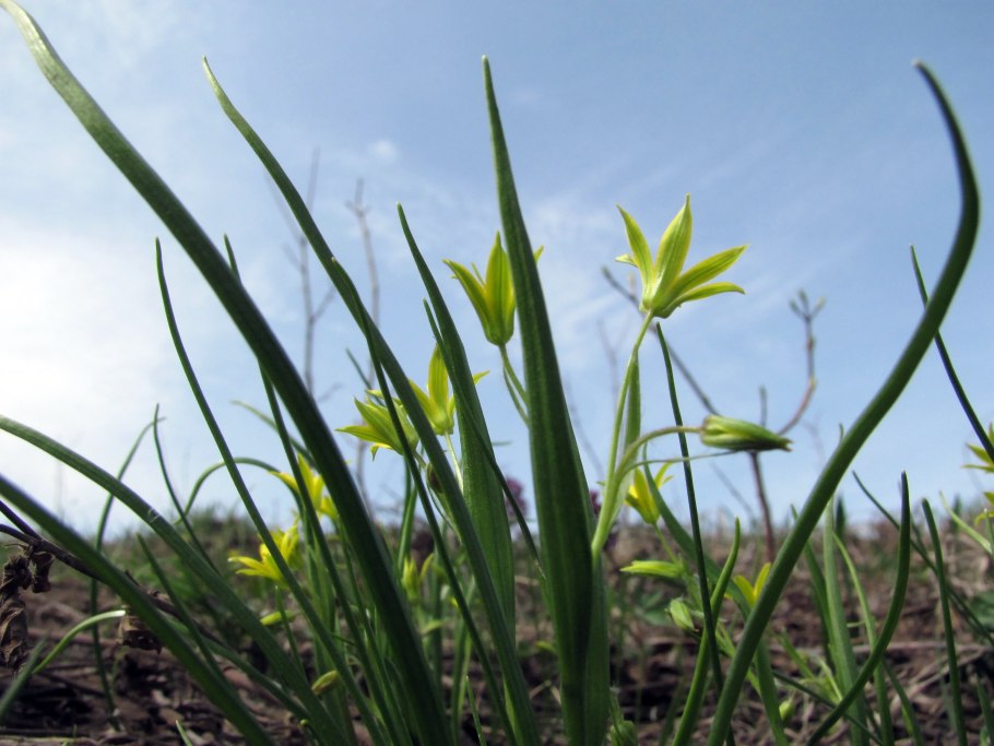 Гусинолук длиннострелковый