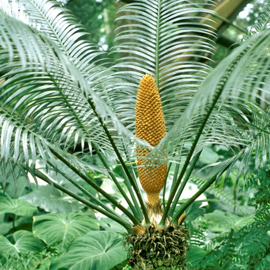 Саговник цикас