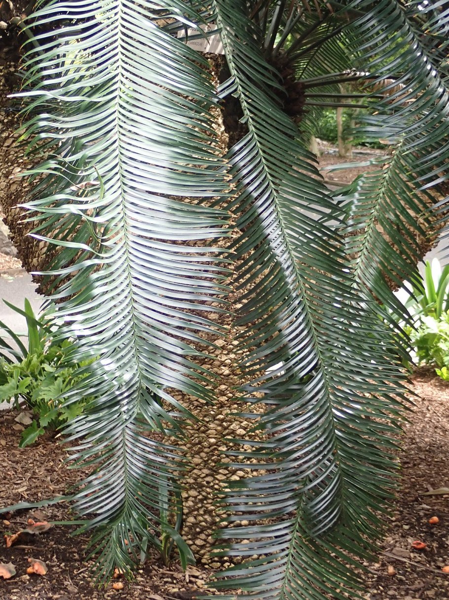 Диоон колючий