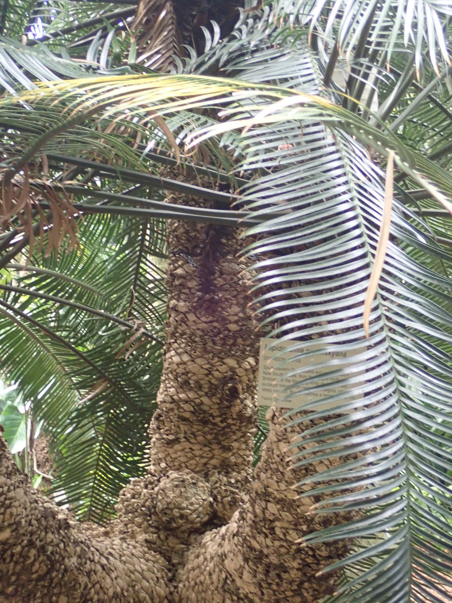 Саговник Энцефаляртос