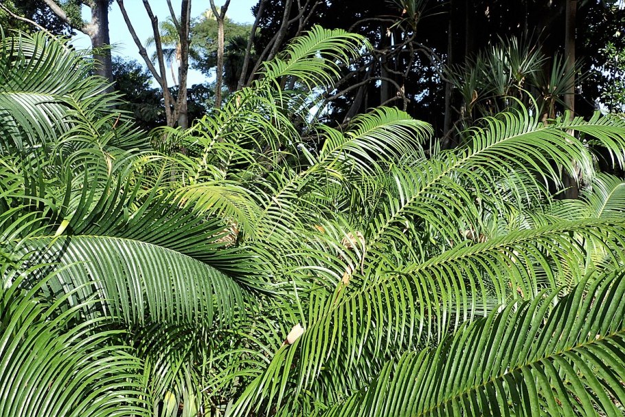 Саговник Энцефаляртос Вуда