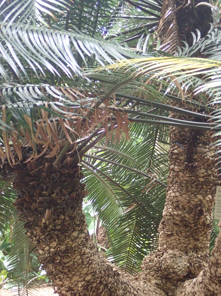 Цикас саговая Пальма Энцефаляртос Вуда
