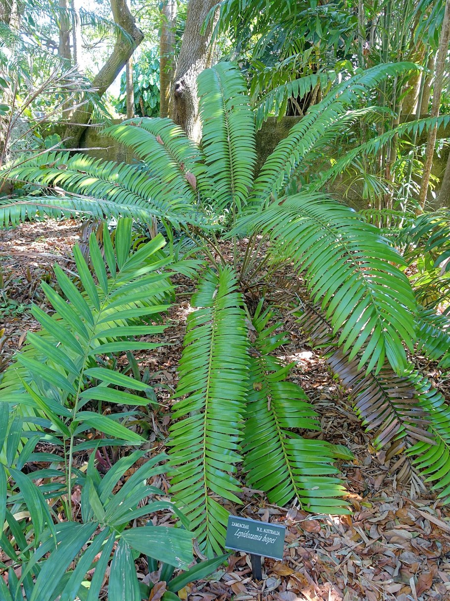 Спорофиллы саговниковых