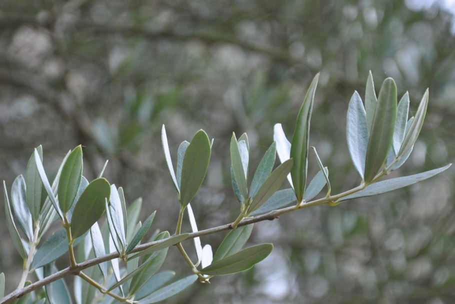 Цветущая олива