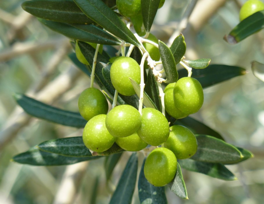 Олива европейская Крым