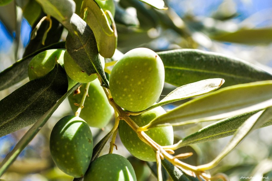 Санджид Дикая маслина