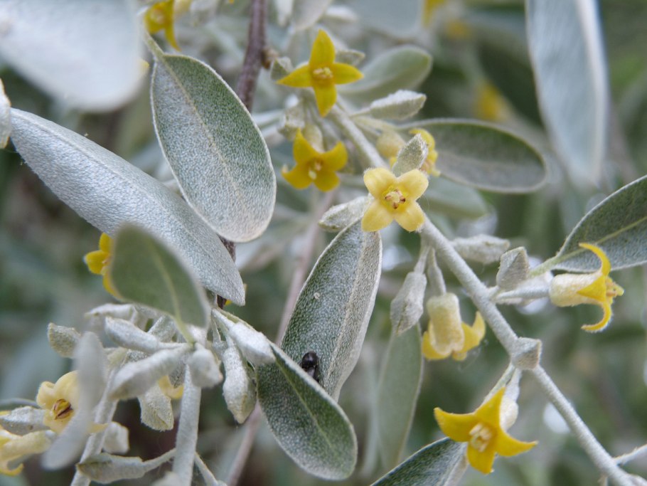 Олива европейская