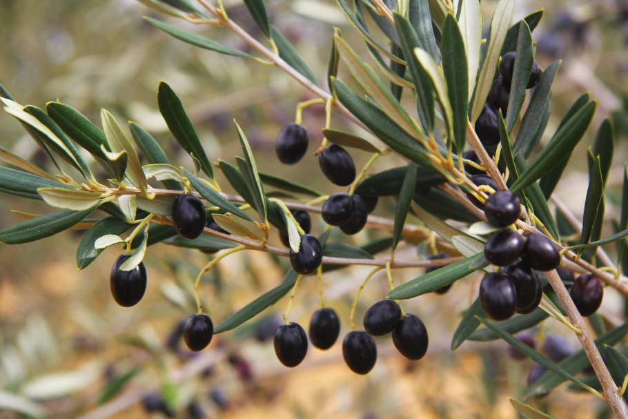 Олива лавролистная