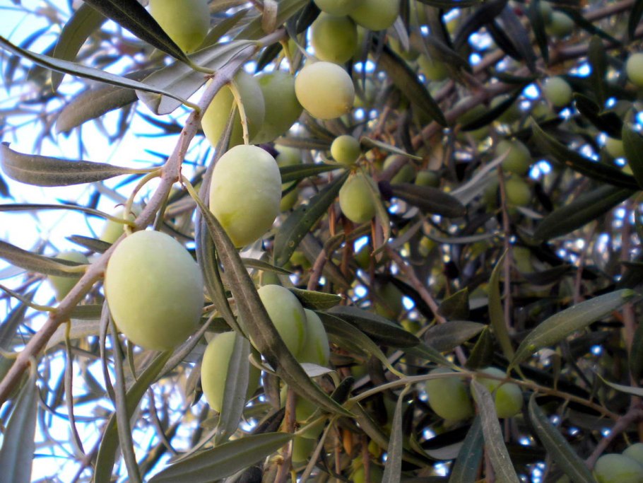 Маслина европейская дерево