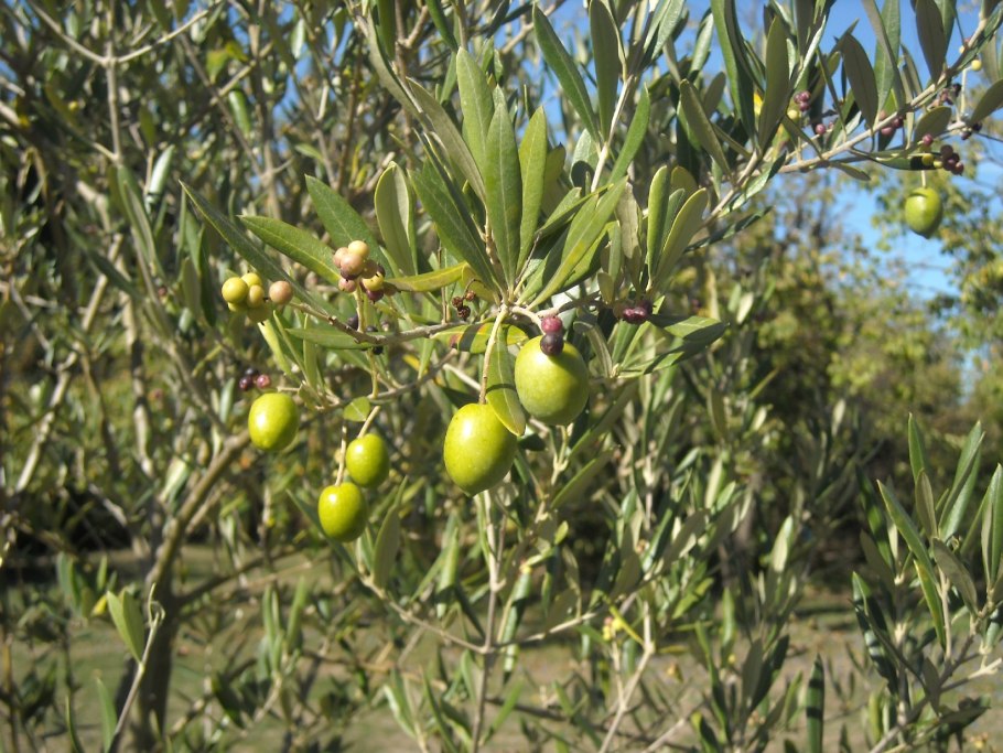 Маслина европейская - olea europaea