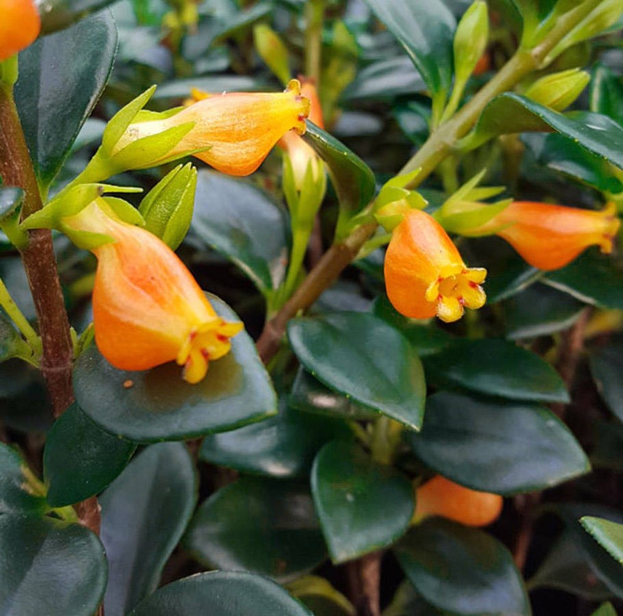 Гипоцирта нематантус