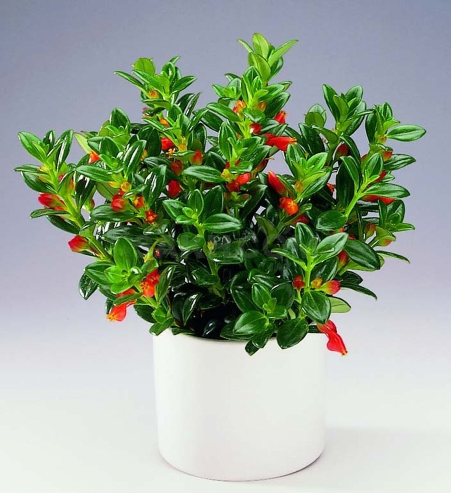 Цветок нематантус